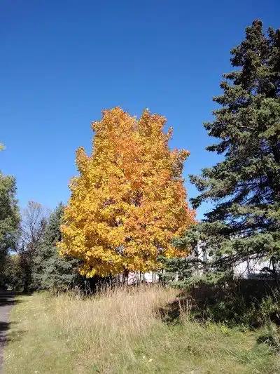 Locke County Dog Park - Fridley, MN
