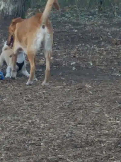 Locke County Dog Park - Fridley, MN