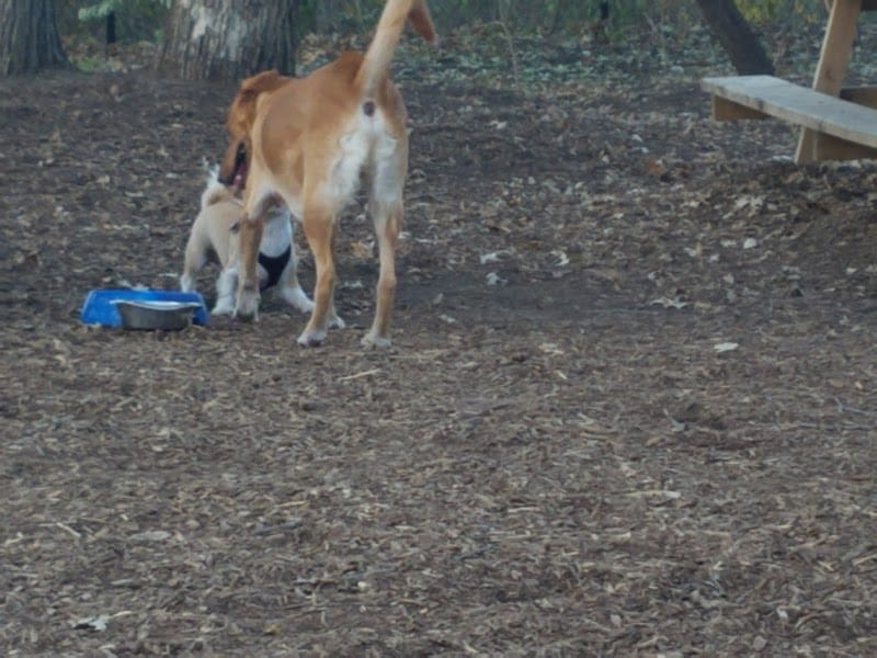 Locke County Dog Park - Fridley, MN