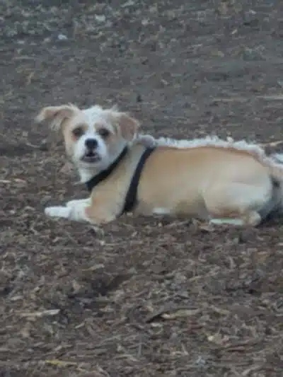 Locke County Dog Park - Fridley, MN