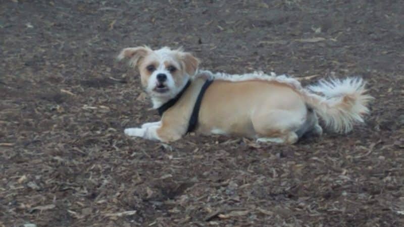 Locke County Dog Park - Fridley, MN