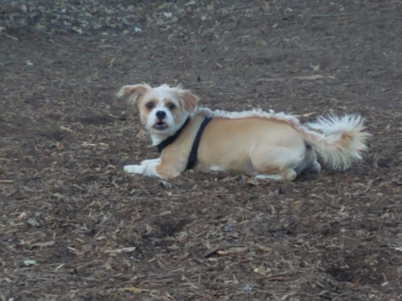 Locke County Dog Park - Fridley, MN