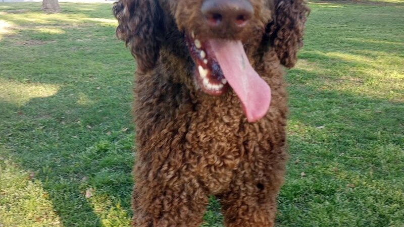 The Dog Depot at Heritage Park - Gainesville, TX