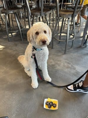 Clubhound