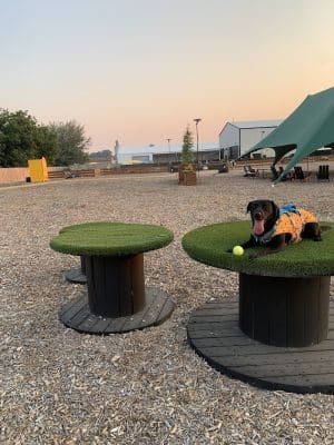 Clubhound
