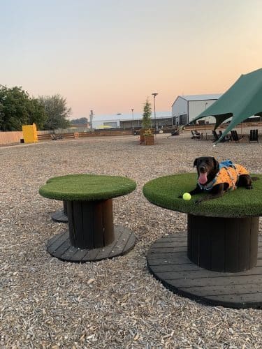 Clubhound