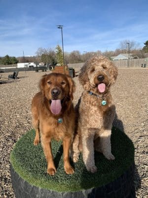 Clubhound