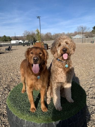 Clubhound