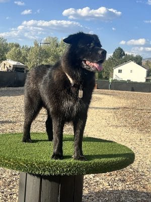 Clubhound