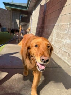Idaho Dog Park