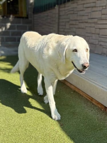 Idaho Dog Park