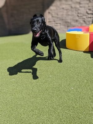 Idaho Dog Park