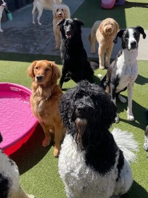 Idaho Dog Park