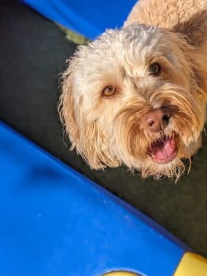 Idaho Dog Park