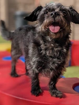 Idaho Dog Park