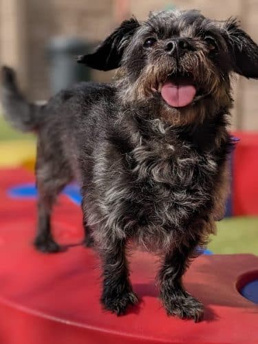 Idaho Dog Park
