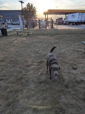 Dog Park at Love's Travel Stops