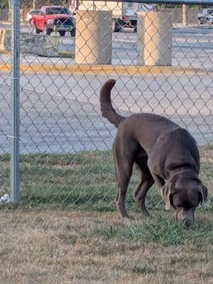 Dog Park at Love's Travel Stops