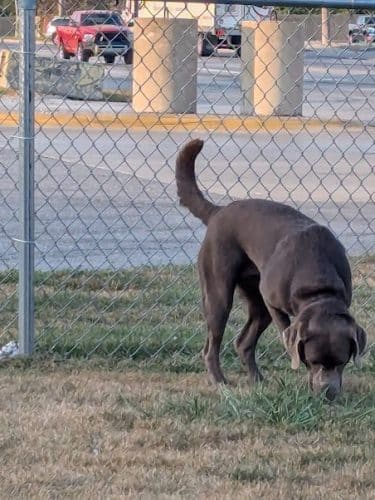 Dog Park at Love's Travel Stops
