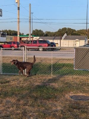Dog Park at Love's Travel Stops