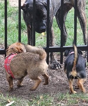 Bradley Station Dog Park