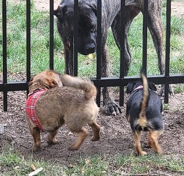 Bradley Station Dog Park