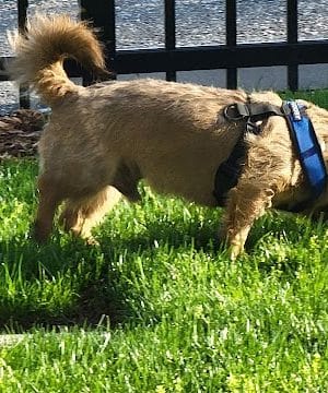 Bradley Station Dog Park
