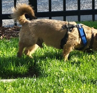 Bradley Station Dog Park