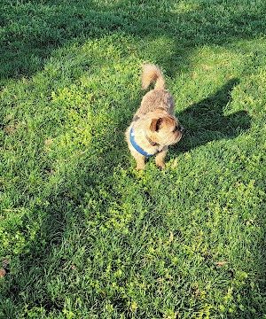 Bradley Station Dog Park