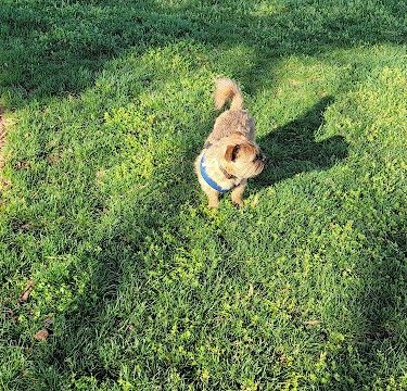 Bradley Station Dog Park