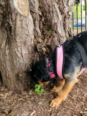 Bradley Station Dog Park