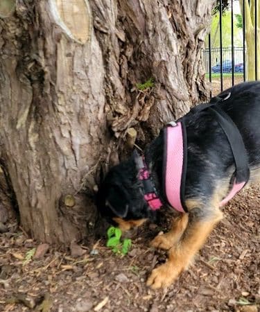 Bradley Station Dog Park