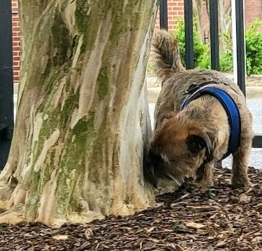 Bradley Station Dog Park