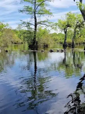 Merchants Millpond State Park - Gatesville, NC