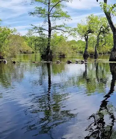 Merchants Millpond State Park