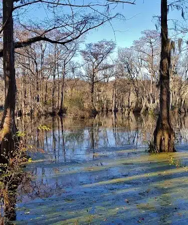 Merchants Millpond State Park
