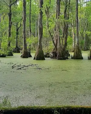 Merchants Millpond State Park - Gatesville, NC