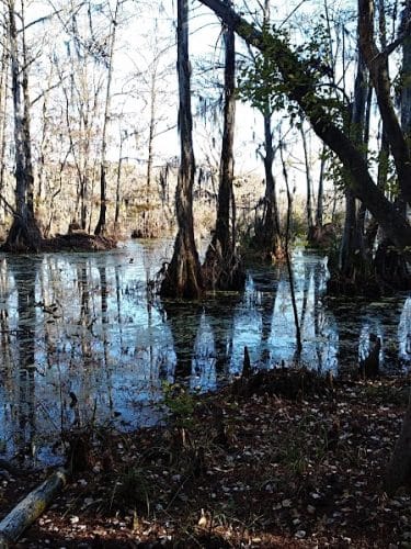 Merchants Millpond State Park