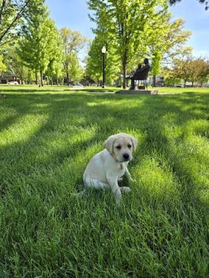 Geneseo City Park
