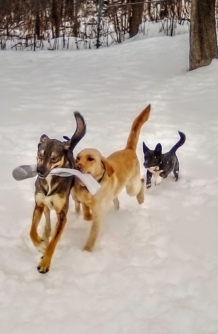 Geneva Bark Park - Geneva, NY