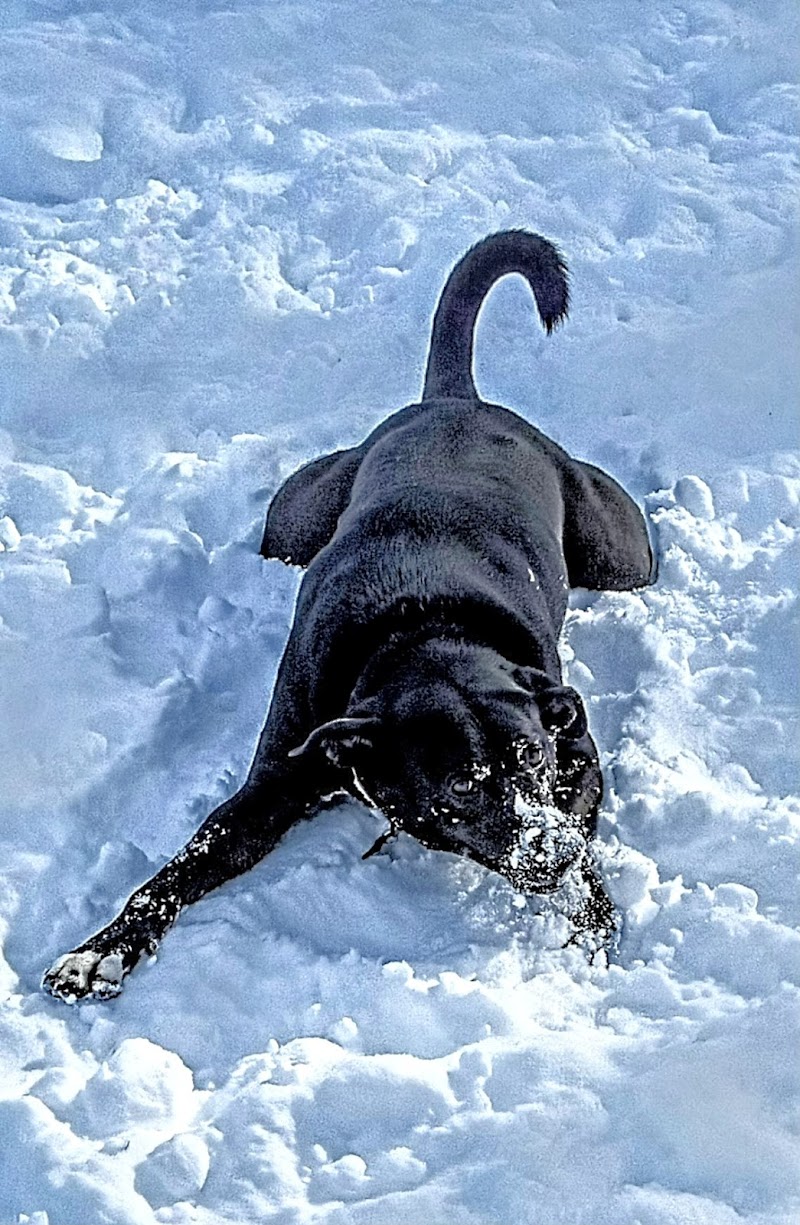 Geneva Bark Park - Geneva, NY