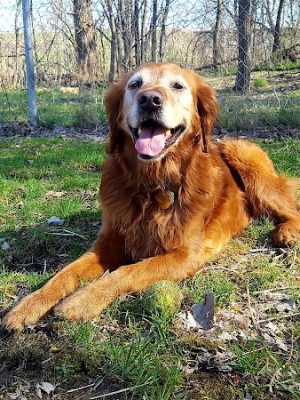 Geneva Bark Park - Geneva, NY
