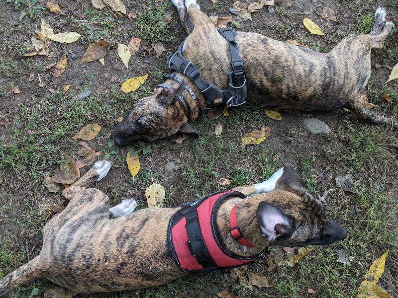 Geneva Bark Park - Geneva, NY