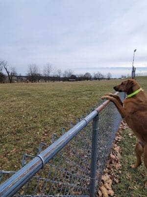 Scott County Dog Park - Georgetown, KY