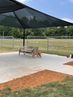 Northeast Dog Park