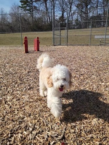 Northeast Dog Park