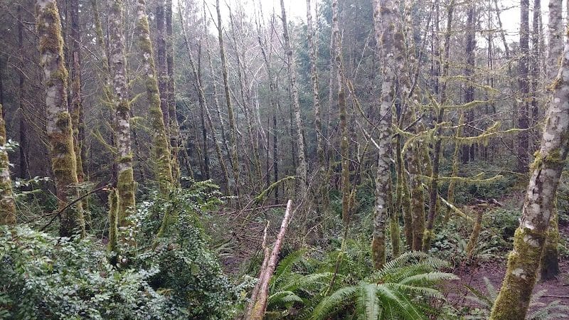 McCormick Dog Park - Gig Harbor, WA