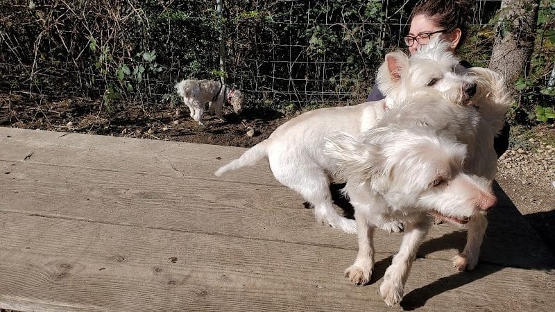 Rotary Bark Park - Gig Harbor, WA
