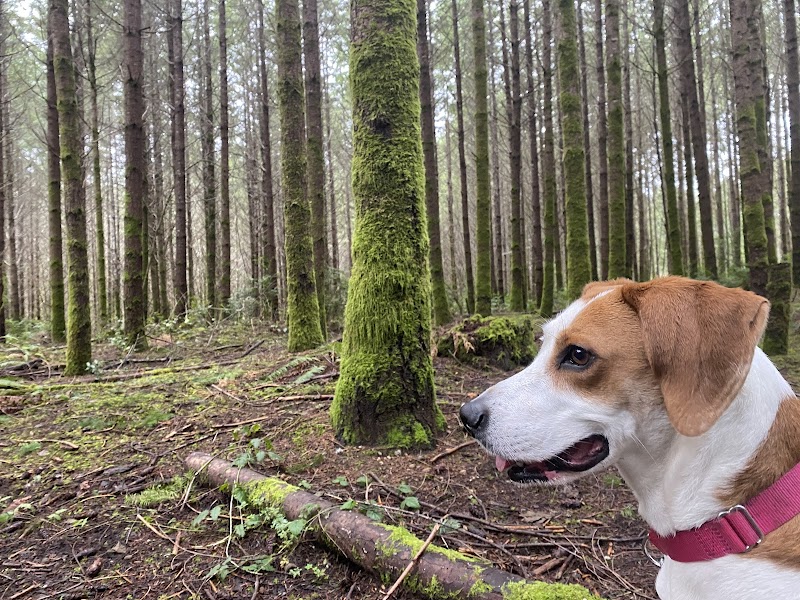 Rotary Bark Park - Gig Harbor, WA