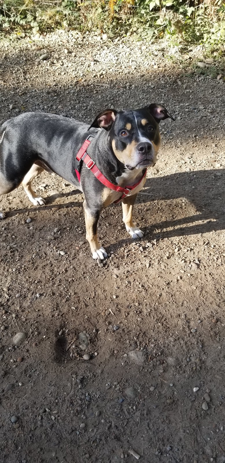 Rotary Bark Park - Gig Harbor, WA
